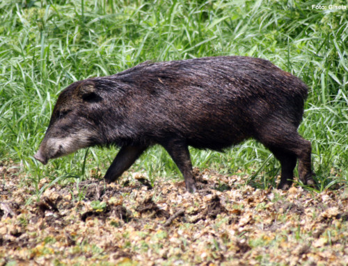 Recover what was lost: Reintroduction lipped peccary in the Salto Encantado Provincial Park, Misiones.