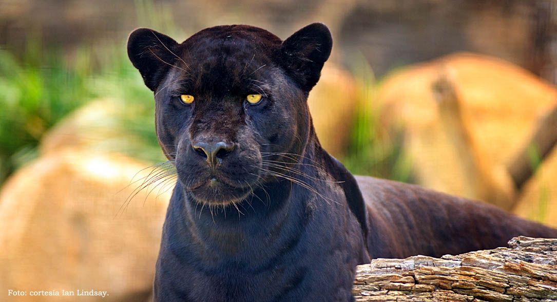 mirror trumpet Sensitive Black jaguars - Red Yaguarete
