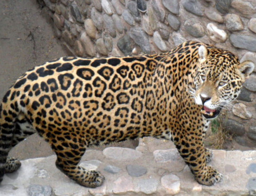 We request reports on genetic studies of captive jaguars in Argentina
