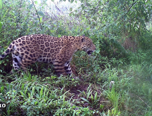 Seasonal use of the upper montane forests by the jaguar in northern Argentina