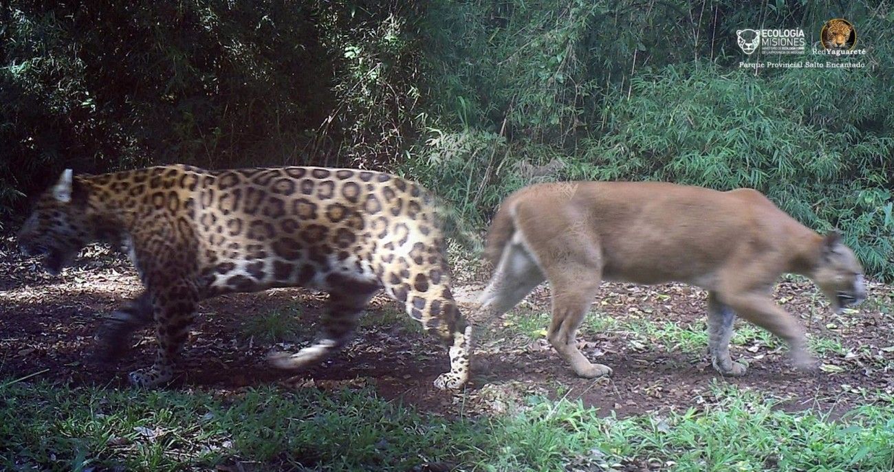 Variante Abrasivo dos Presence and activity of jaguar (Panthera onca) and puma (Puma concolor) in  Salto Encantado Provincial Park and surroundings, Misiones, Argentina. -  Red Yaguarete