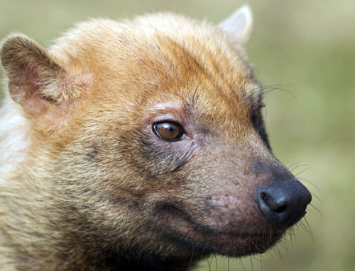 First photos of the Bush Dog (Speothos venaticus) with camera trap in Argentina.