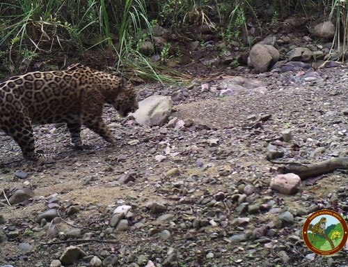 Record of a wild disabled jaguar in Baritú National Park, Salta province, Argentina