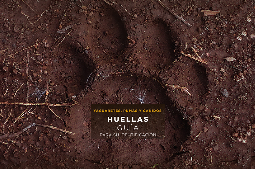 Guía identificación de huellas de yaguareté (Pantheta onca) y puma (Puma concolor).
