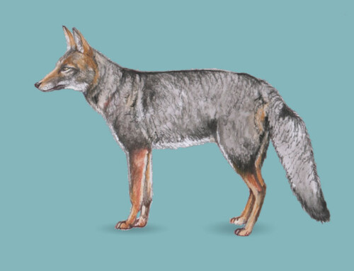 Primeros registros del zorro gris pampeano (Lycalopex gymnocercus) en el valle del arroyo Cuña Pirú, provincia de Misiones, Argentina