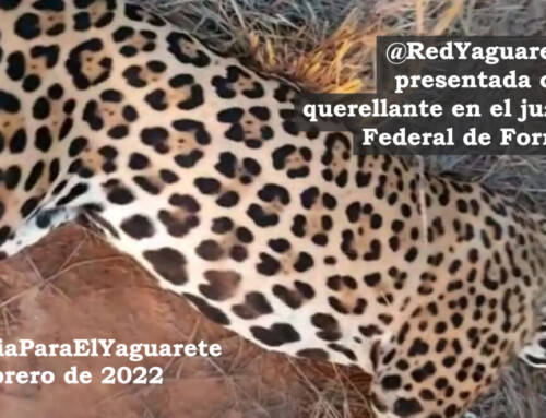 La Red Yaguareté se presentó como querellante en Formosa ante la matanza de un yaguareté.