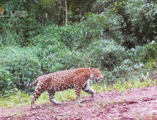 Luego de más de tres años, volvimos a registrar un yaguareté en el Valle del Cuña Pirú.